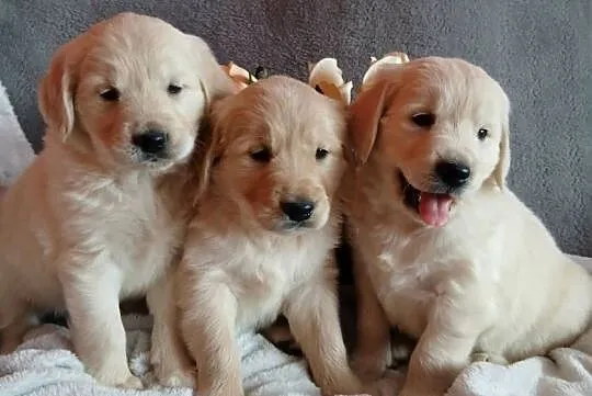 Golden Retriever z rodowodem, Kujawsko-pomorskie, Toruń