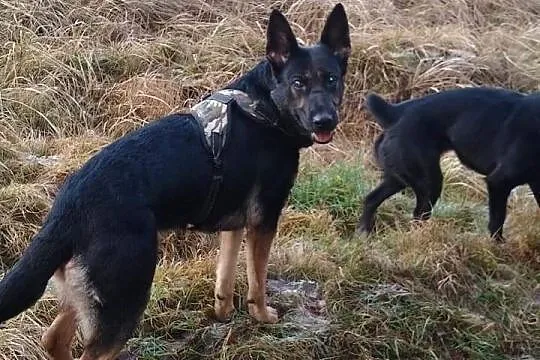 Ayra, młoda, karna, rodzinna suczka owczarka do pokochania!,  Kundelki cała Polska, 