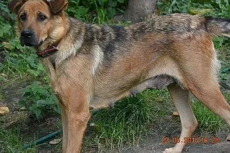 Lenka, rewelacyjna, bezkonfliktowa suczka chce być