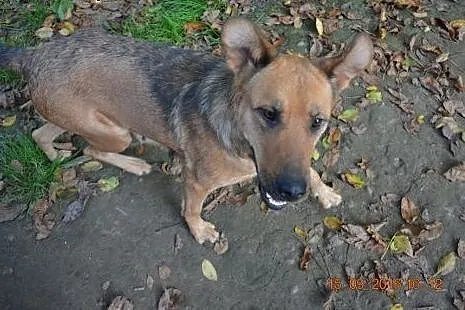 Lenka, rewelacyjna, bezkonfliktowa suczka chce być