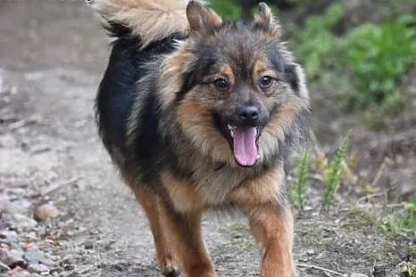 Ten mały piesek usmiecha się całym sobą, jest fant