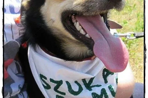 2 letni Kiszek- mały psiak o wielkim sercu :),  ma