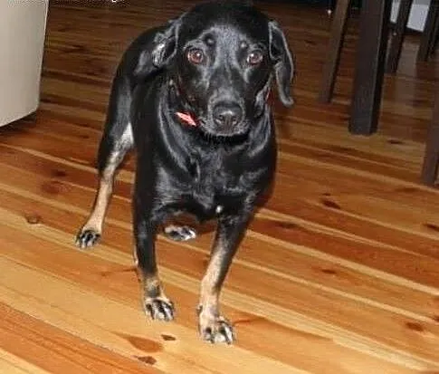 Sunia idealna KAROLA młoda, mądra, radosna Adopcja