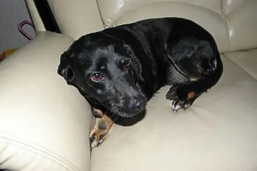 Sunia idealna KAROLA młoda, mądra, radosna Adopcja