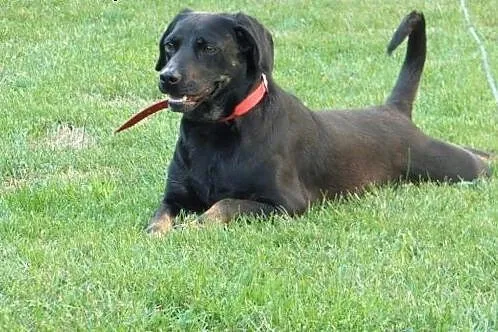 Sunia idealna KAROLA młoda, mądra, radosna Adopcja