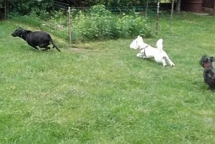 Sunia idealna KAROLA młoda, mądra, radosna Adopcja