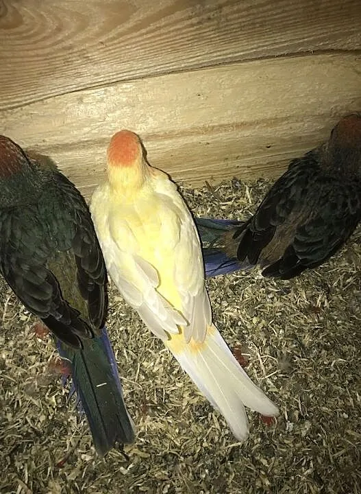 rozella rozelle Królewskie Orange, Podkarpackie, Rzeszów