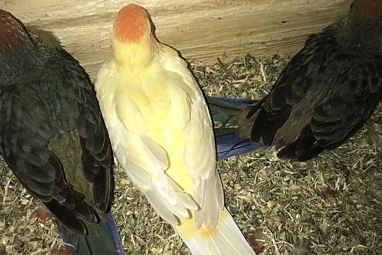 rozella rozelle Królewskie Orange, Podkarpackie, Rzeszów