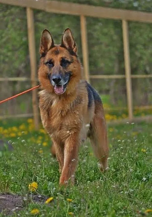 TORIN jak Szarik - szybko się zakochasz, łódzkie