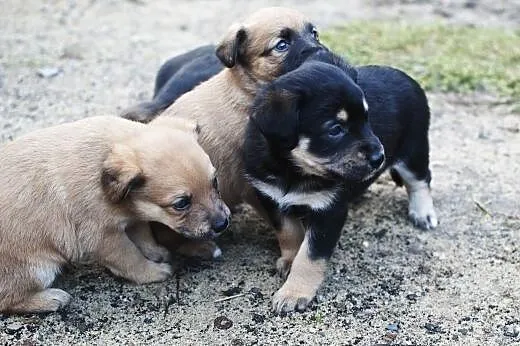Malutkie sunie do adopcji,  śląskie Częstochowa