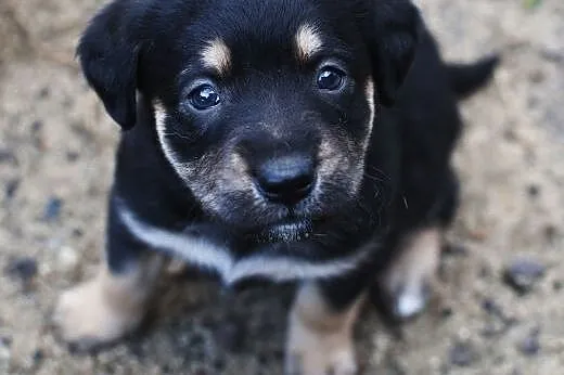 Malutkie sunie do adopcji,  śląskie Częstochowa
