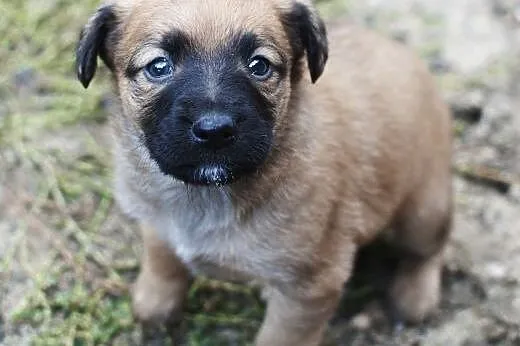 Malutkie sunie do adopcji,  śląskie Częstochowa