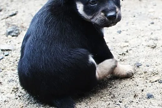 Malutkie sunie do adopcji,  śląskie Częstochowa