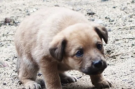 Malutkie sunie do adopcji,  śląskie Częstochowa