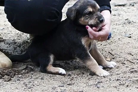 Malutkie sunie do adopcji,  śląskie Częstochowa