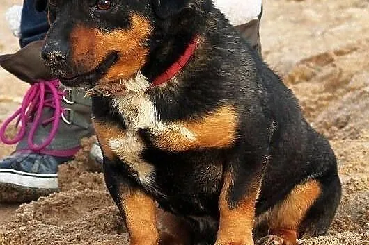 PSIKUS - mini rottweiler