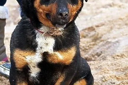 PSIKUS - mini rottweiler
