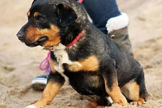 PSIKUS - mini rottweiler