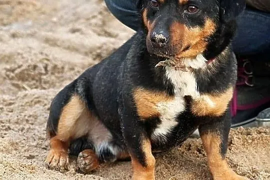 PSIKUS - mini rottweiler