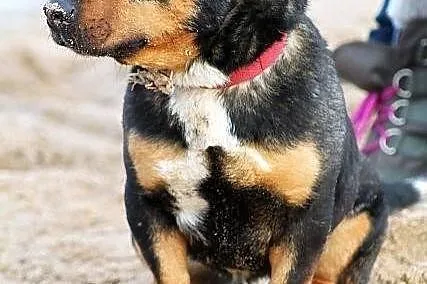 PSIKUS - mini rottweiler