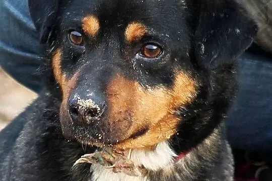 PSIKUS - mini rottweiler