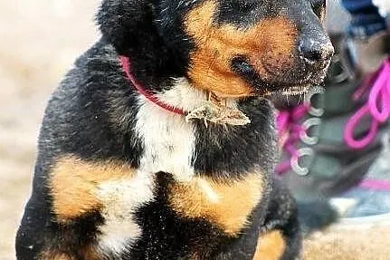 PSIKUS - mini rottweiler