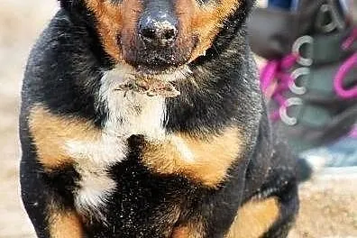 PSIKUS - mini rottweiler