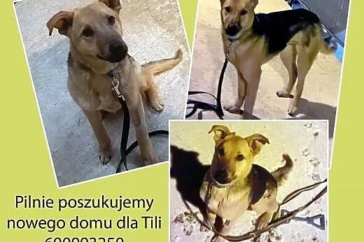 Pilnie poszukujemy nowego domu dla Tili,  łódzkie Łódź