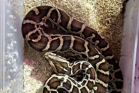 Pyton tygrysi ciemnoskory- Pyton birmański Python bivittatus- mlody samiec