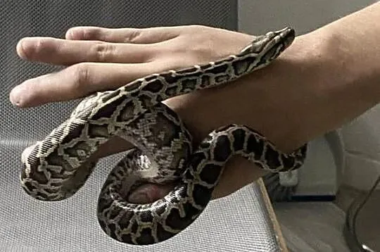 Pyton tygrysi ciemnoskory- Pyton birmański Python bivittatus- mlody samiec, Śląskie, Dąbrowa Górnicza