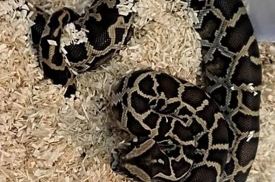 Pyton tygrysi ciemnoskory- Pyton birmański Python bivittatus- mlody samiec, Śląskie, Dąbrowa Górnicza