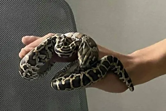Pyton tygrysi ciemnoskory- Pyton birmański Python bivittatus- mlody samiec, Śląskie, Dąbrowa Górnicza