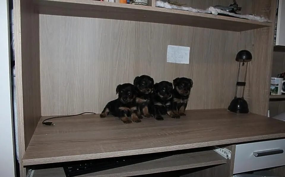York Yorki Miniaturki Okazja