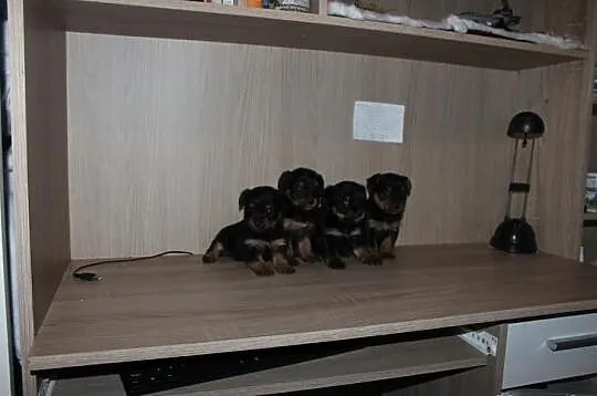 York Yorki Miniaturki Okazja