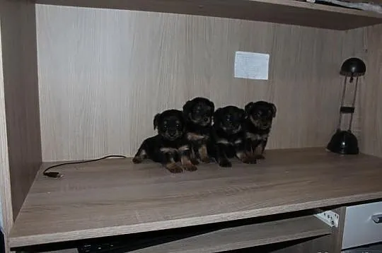 York Yorki Miniaturki Okazja