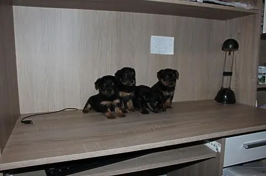 York Yorki Miniaturki Okazja