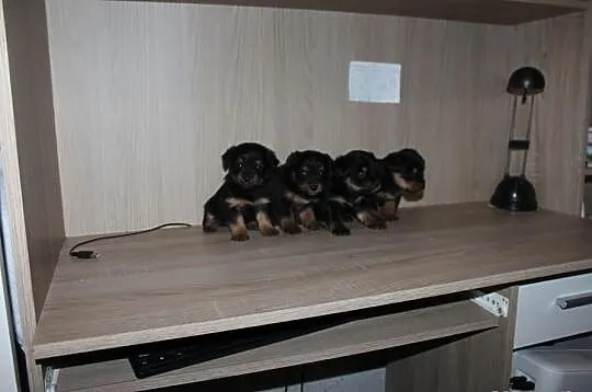 York Yorki Miniaturki Okazja