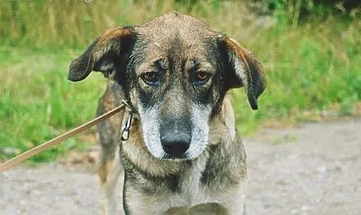 Dora, skrzywdzona przez los sunia nie traci nadzie