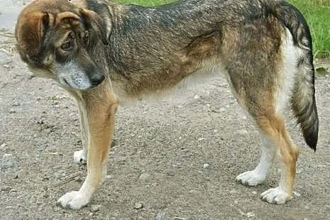 Dora, skrzywdzona przez los sunia nie traci nadzie