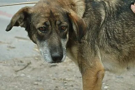 Dora, skrzywdzona przez los sunia nie traci nadzie