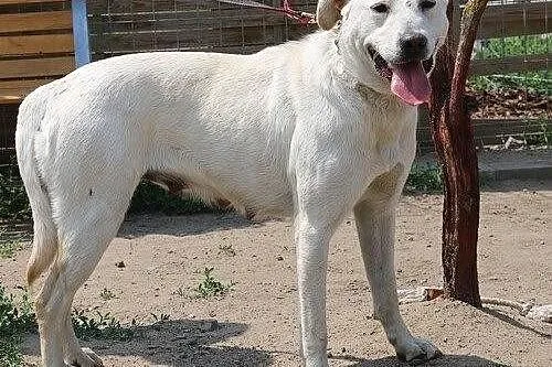 Darla - młodziutka sunia szuka domu
