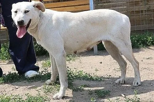 Darla - młodziutka sunia szuka domu
