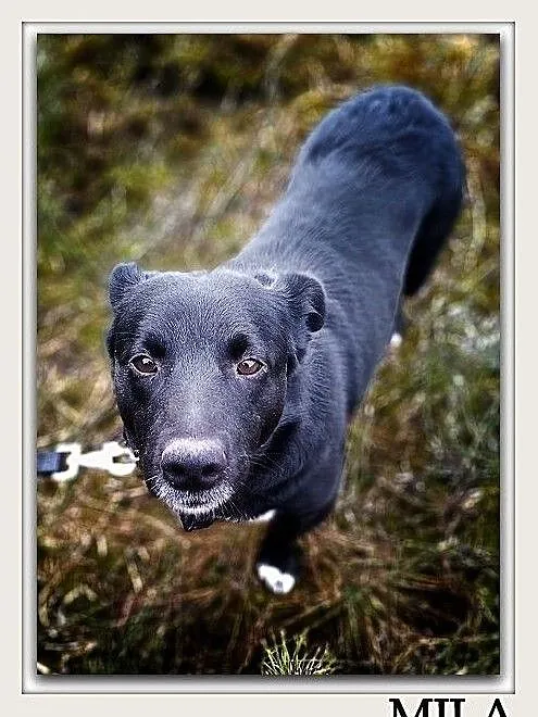 Średnia 15 kg,2 letnia,przyjazna,kontaktowa,sterylizowana suczka MILA.Adopcja., Mazowieckie, Warszawa