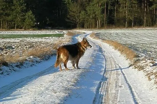 Bieta – wesoła sunia do adopcji!