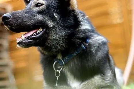 Dizo - młodziutki mix husky do adopcji,  pomorskie
