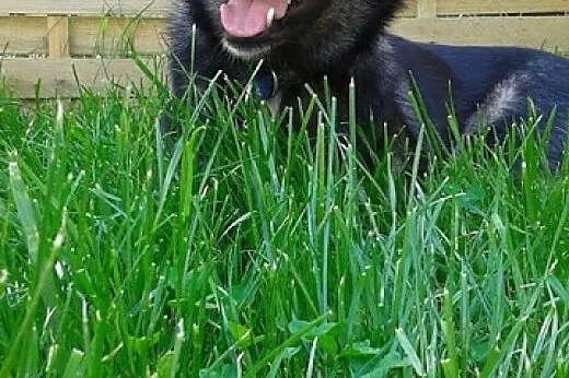 Dizo - młodziutki mix husky do adopcji,  pomorskie