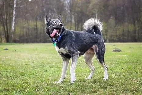 Dizo - młodziutki mix husky do adopcji,  pomorskie