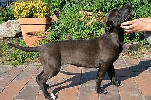 7 miesięczna Alma - fantastyczna i przyjacielska s