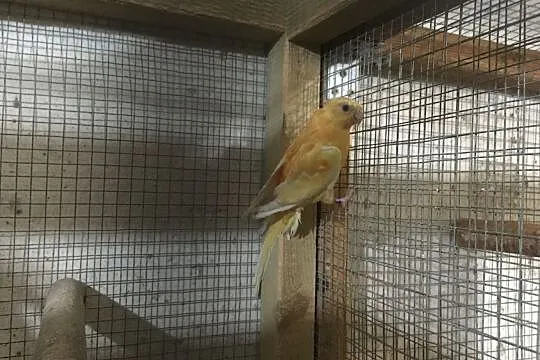 Papugi świergotki para lęgowa, Łódzkie, Głowno