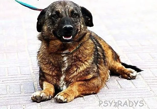 PLASTER młody, jamnikowaty przytulak szuka domu,